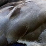 _04B5409 Colvert